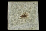 Bargain, Fossil March Fly (Plecia) - Green River Formation #135888-1